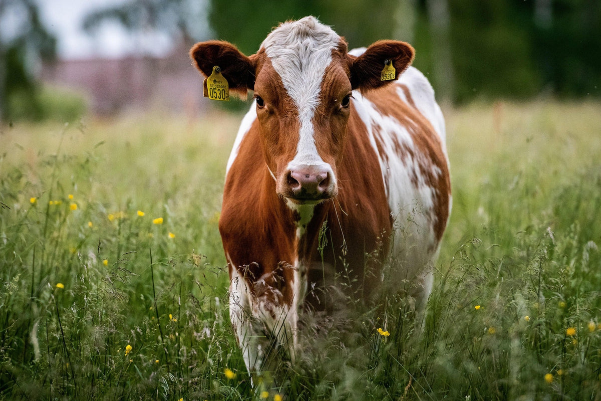 5 Things I Learned the Hard Way on the Farm (So You Don't Have To)