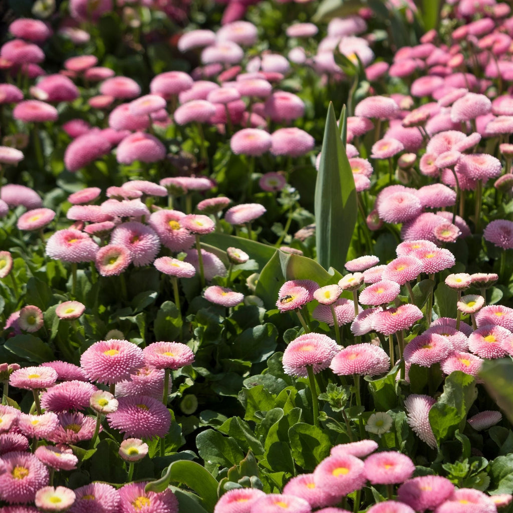 English Daisy 'Mixed' Seed Pouch