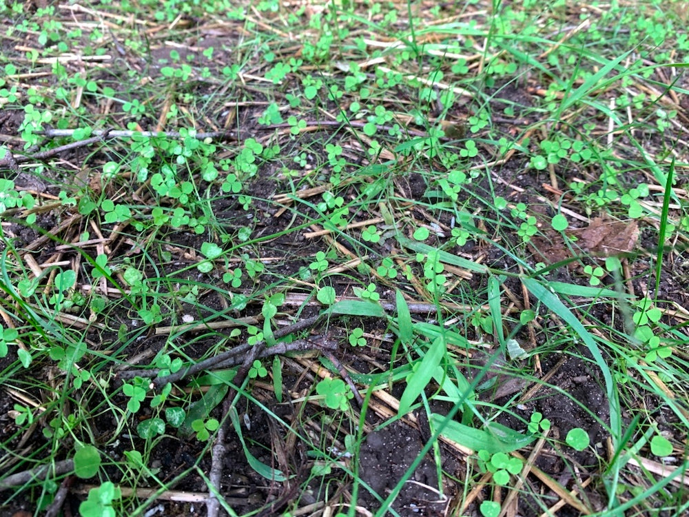 Micro Clover Seed