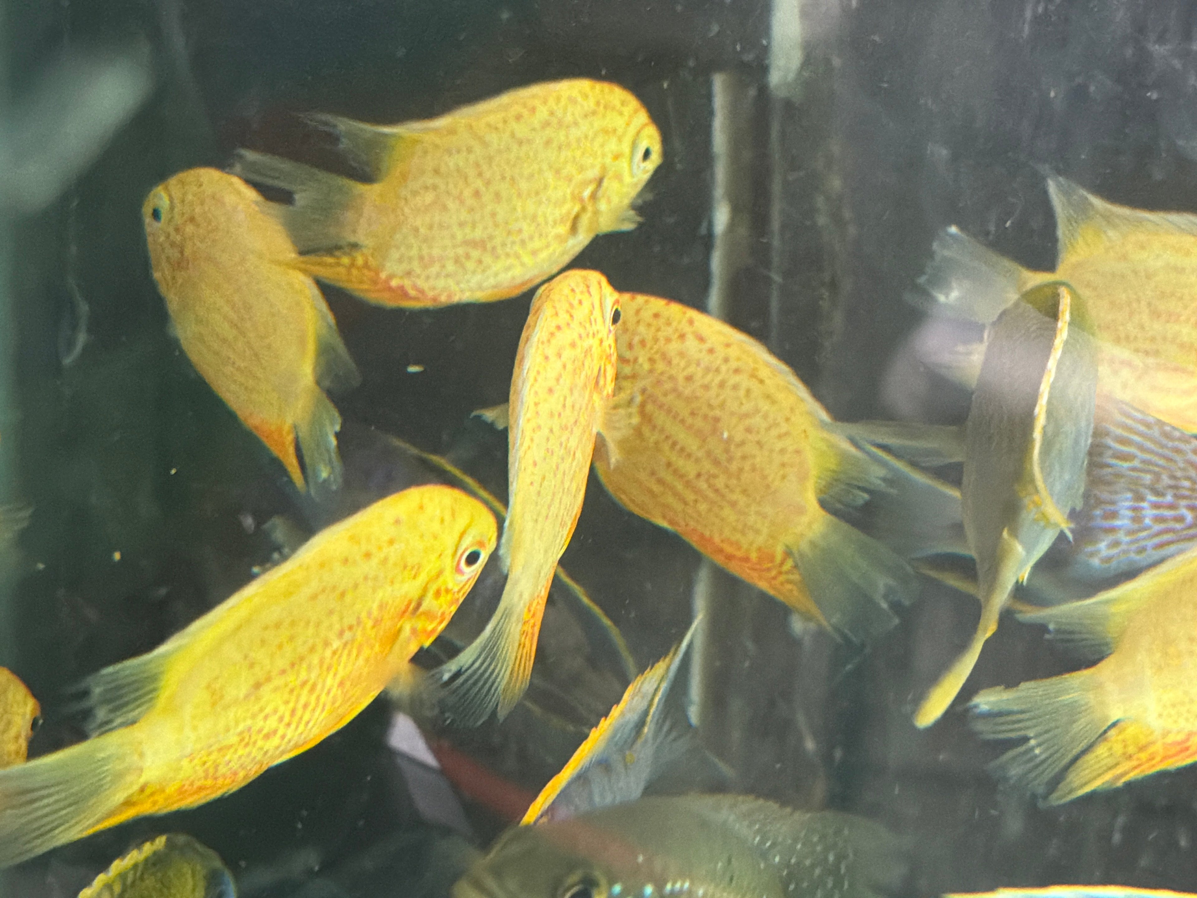 Red Spot Gold Severum (Heros cf. efasciatus)