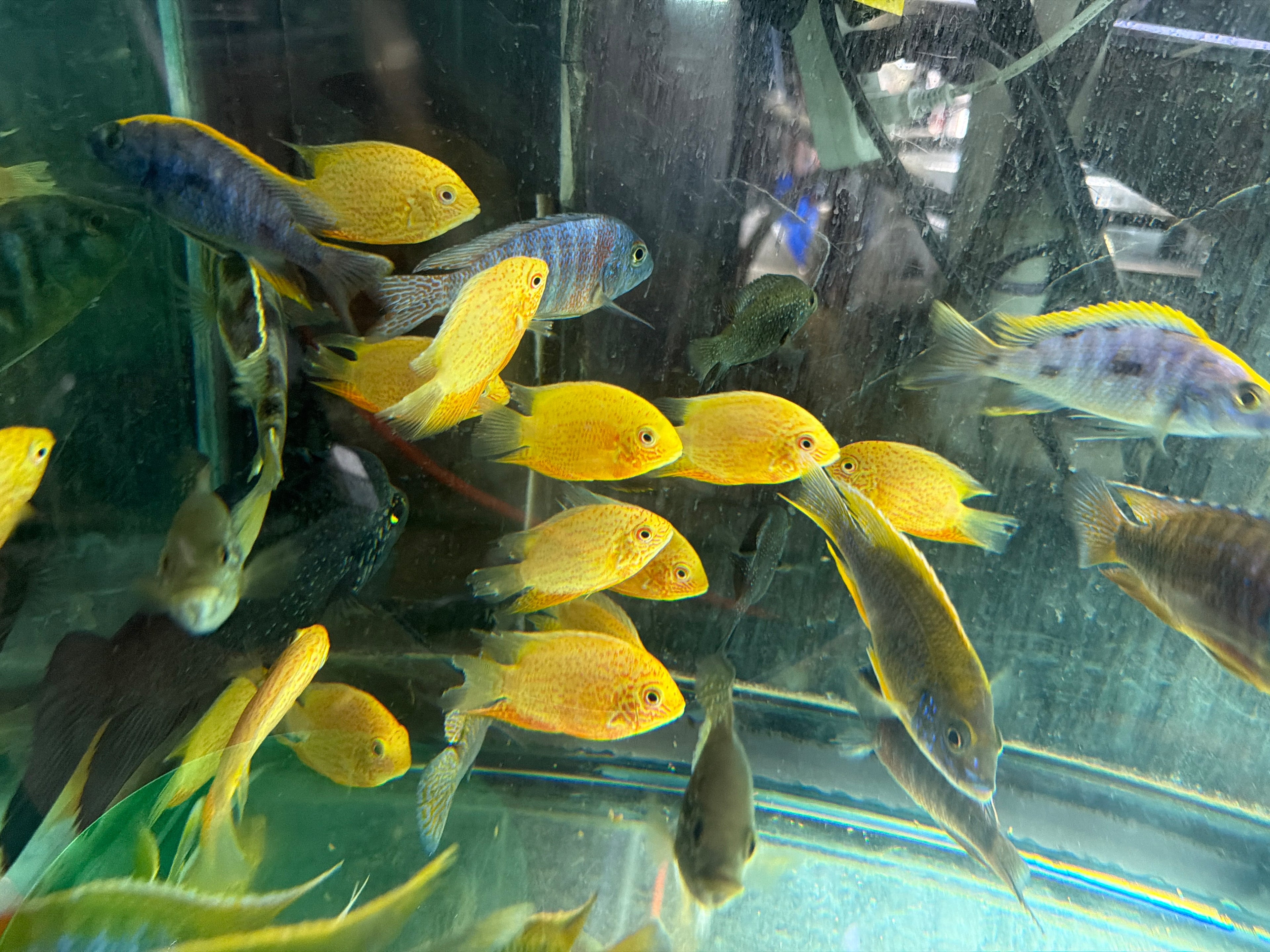 Red Spot Gold Severum (Heros cf. efasciatus)