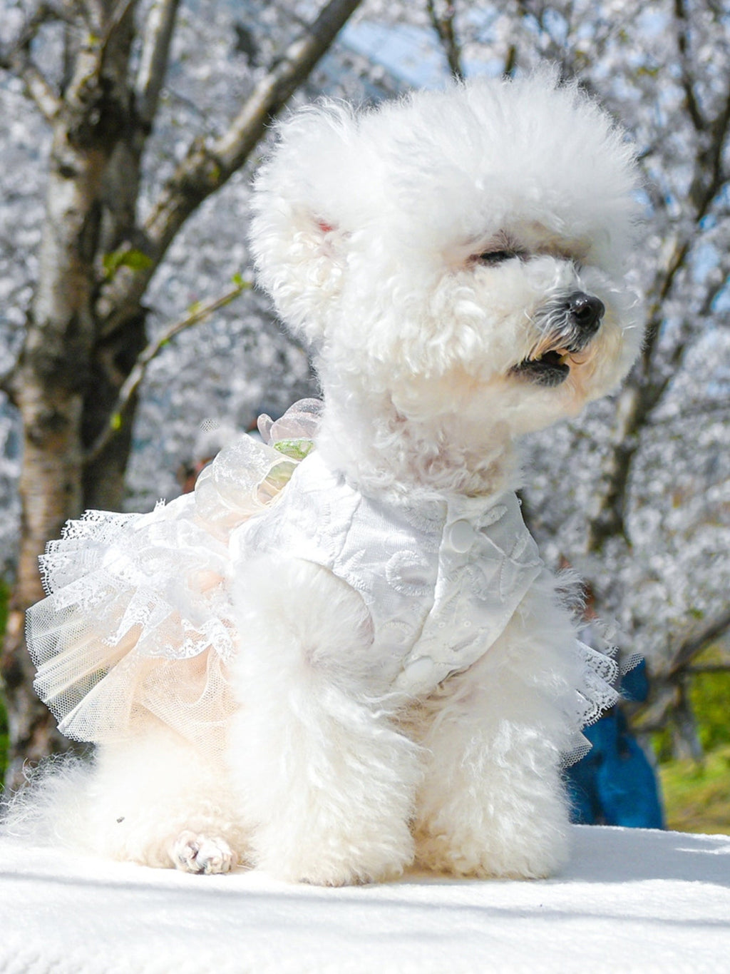 Ruffled Lace Pet Dress