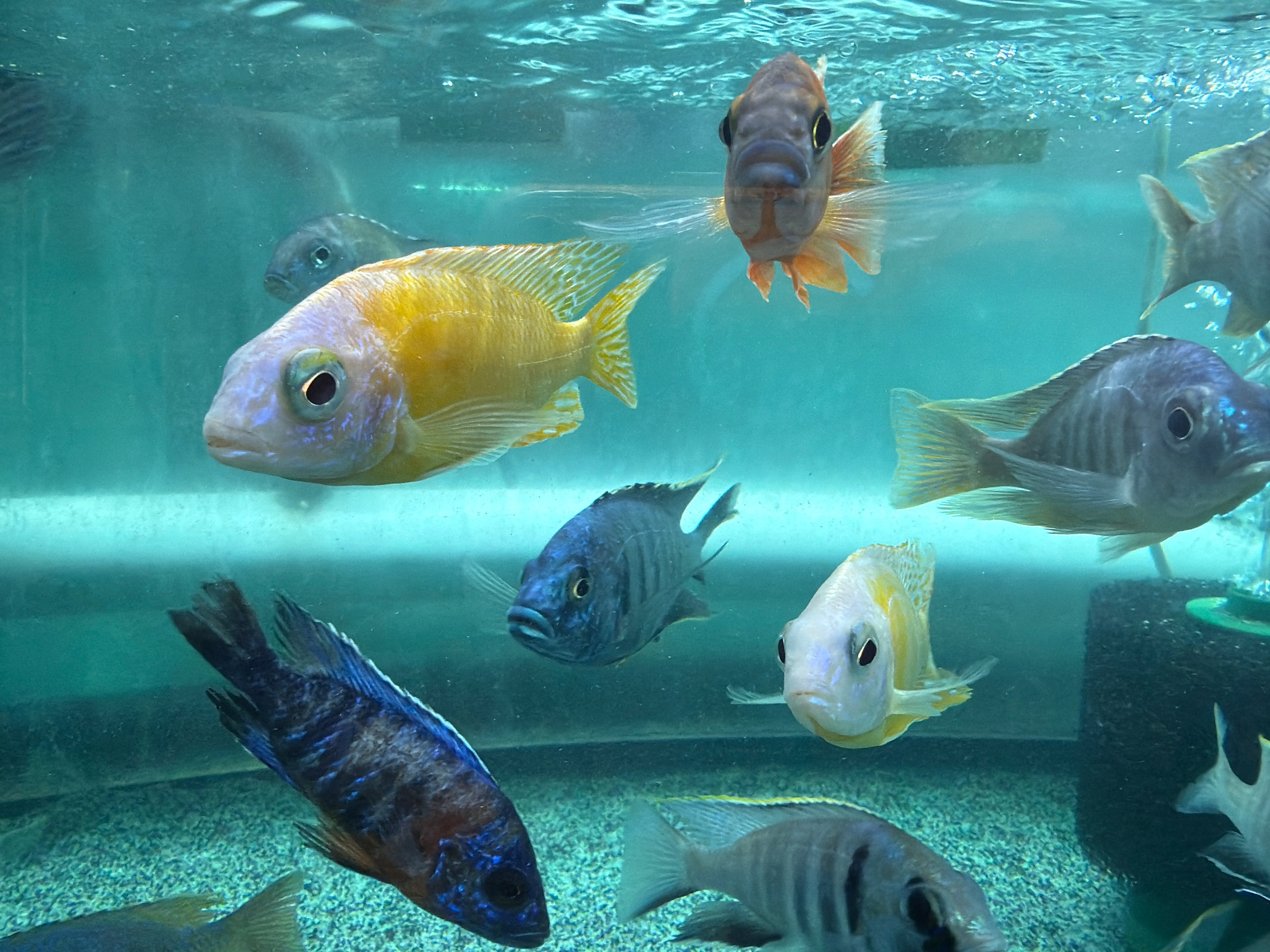Taiwan Reef Cichlid (Protomelas sp. "Steveni Taiwan")