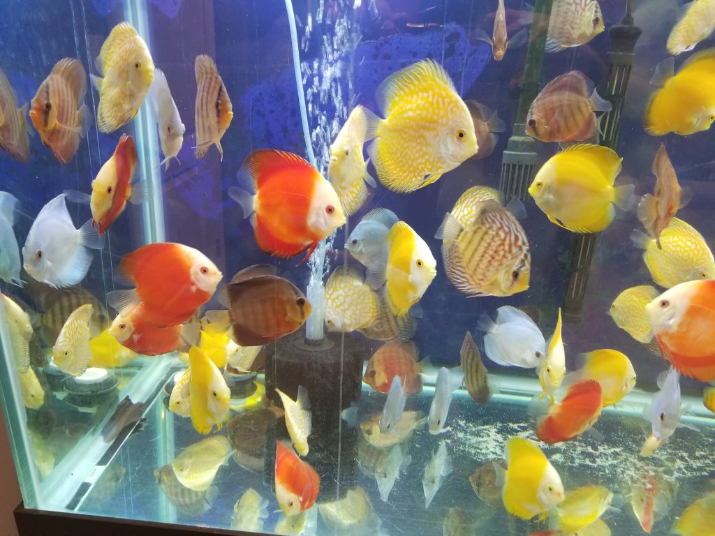 Blue Diamond Discus (Symphysodon discus)