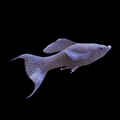 Black Lyretail Molly
