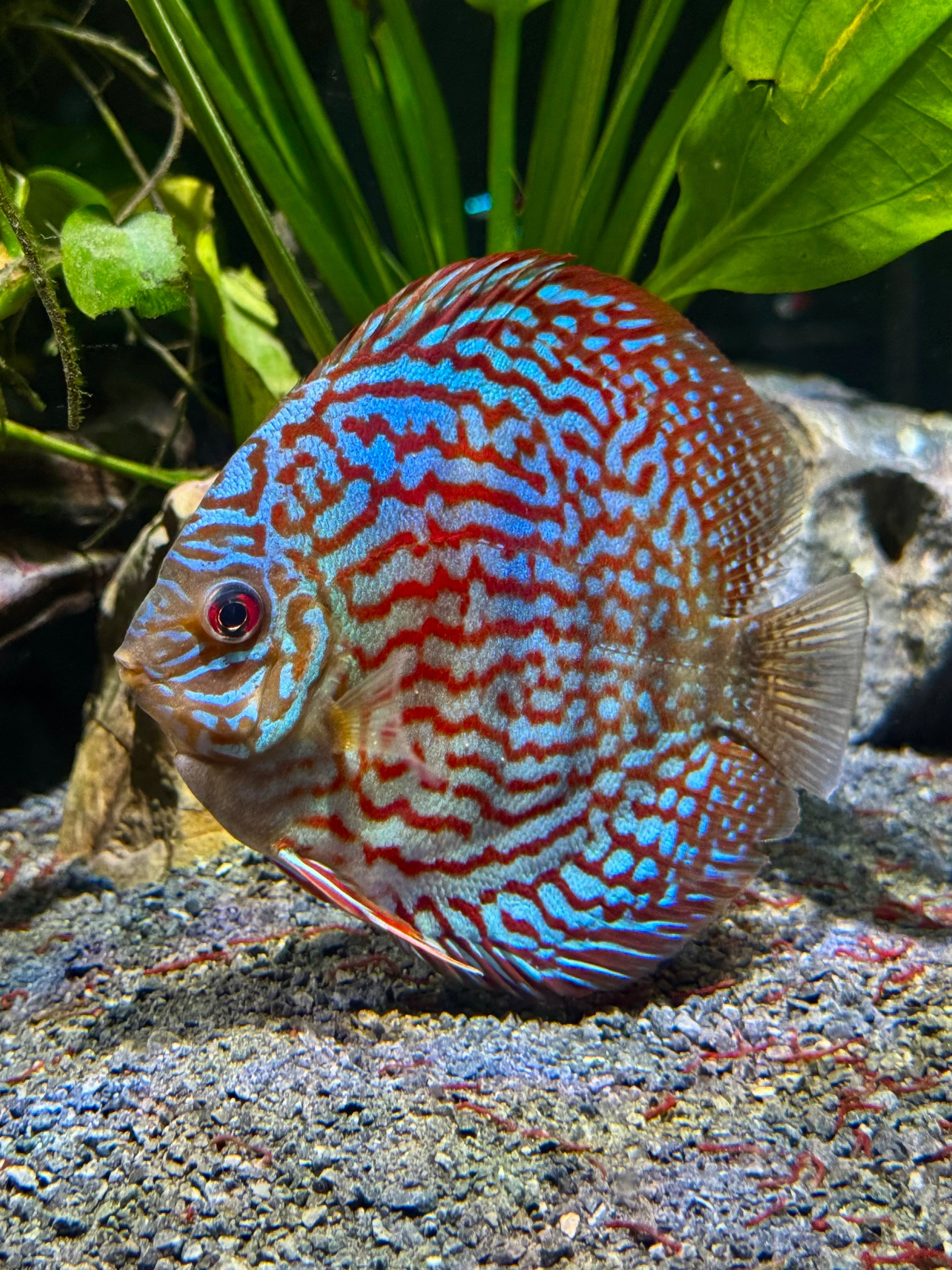 HI-FIN TURQUOISE DISCUS