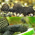 Bushynose Pleco (Bristlenose Plecostomus)