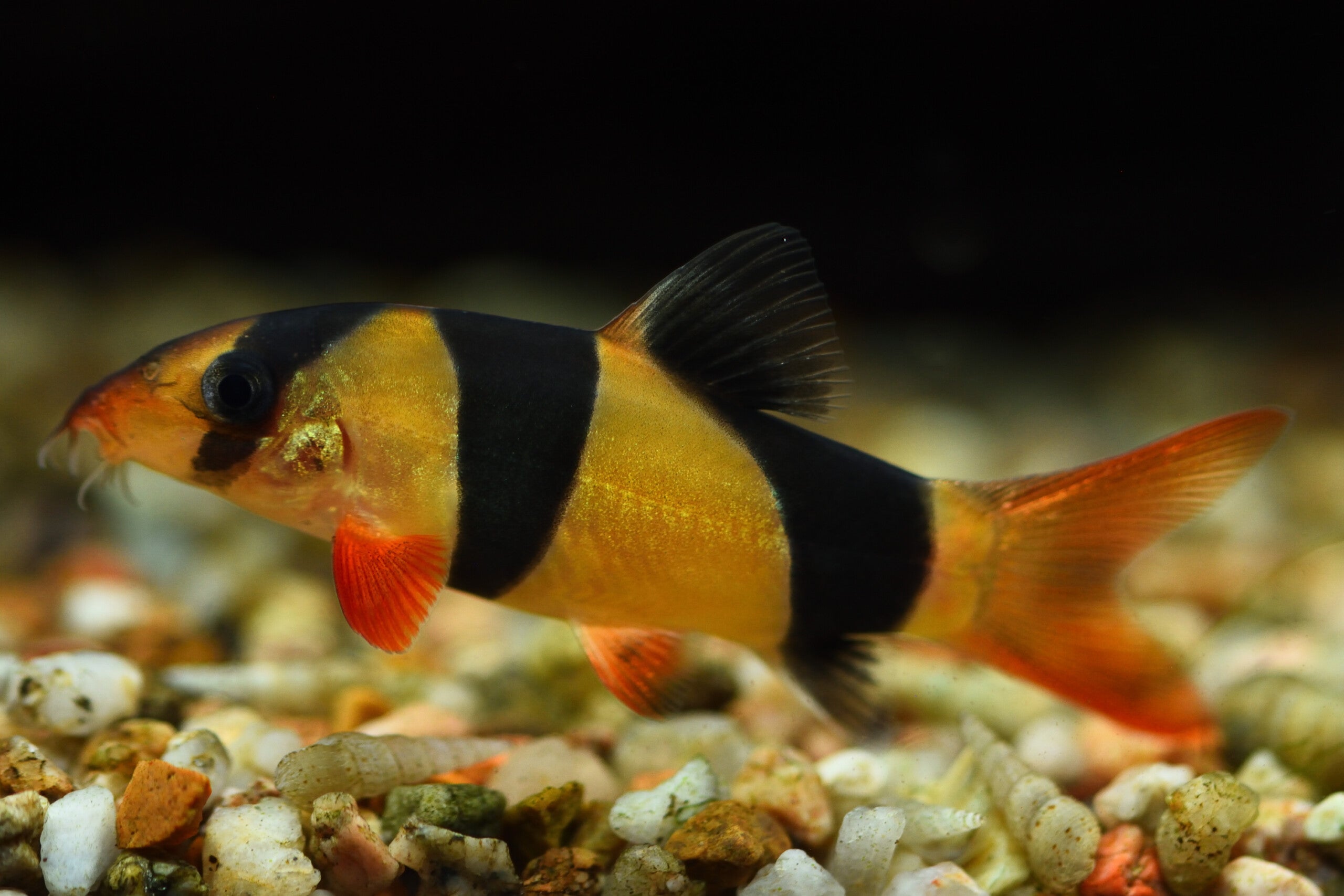Clown loaches