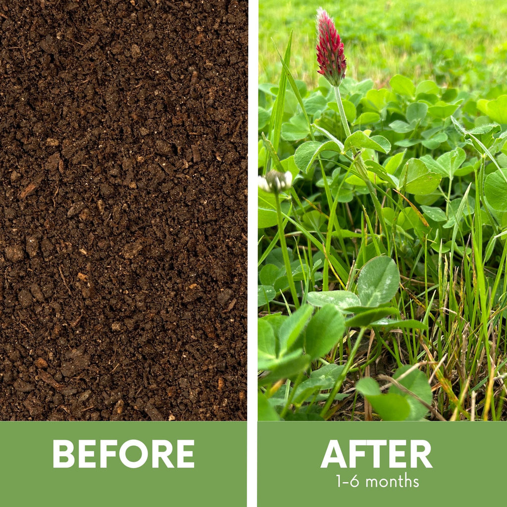 Crimson Clover + Mow Less Grass Seed