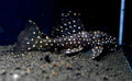 Galaxy Pleco L240 (Vampire Pleco)