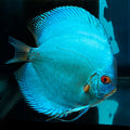 Blue Diamond Discus (Symphysodon discus)