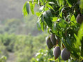Fiji Date & Lemon - Premium Fragrance Oil