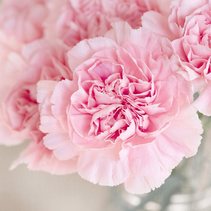 Flowerbomb type - Premium Fragrance Oil - Compare to Viktor & Rolf®