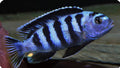 Chindongo saulosi Mbuna German Blood