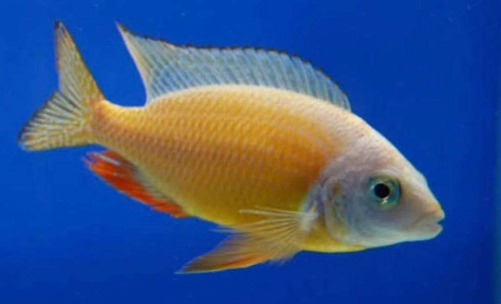 Taiwan Reef Cichlid (Protomelas sp. "Steveni Taiwan")