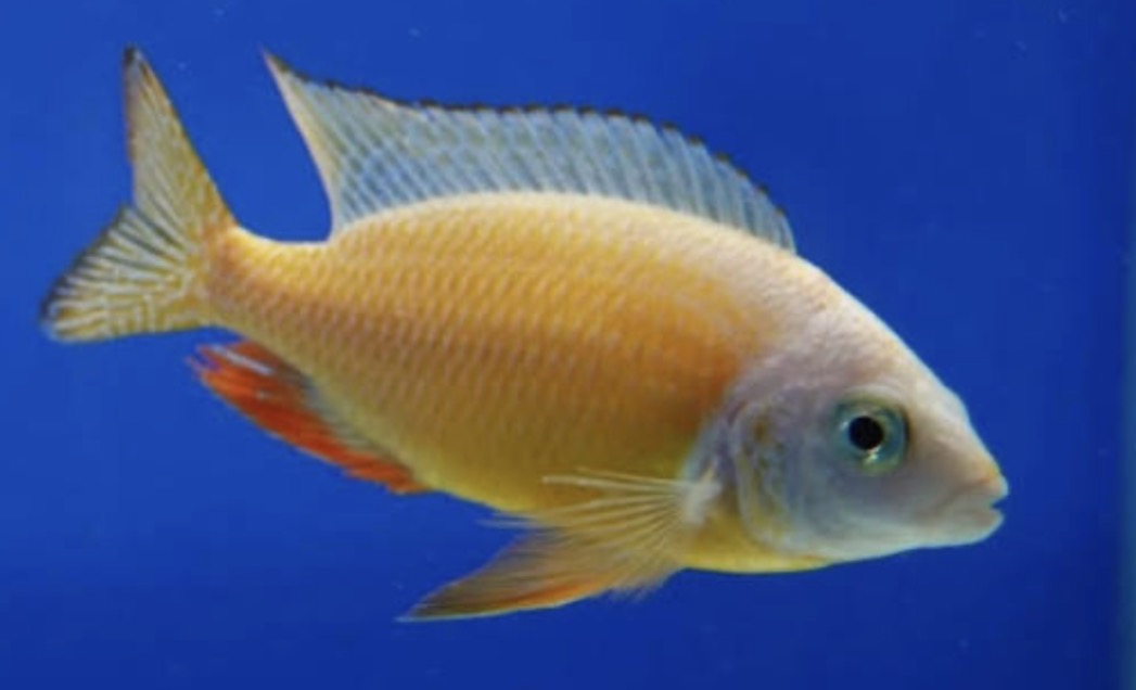 Taiwan Reef Cichlid (Protomelas sp. "Steveni Taiwan")