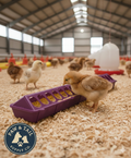 Little Giant 20" Plastic Flip-Top Poultry Ground Feeder, Purple Chickens Birds