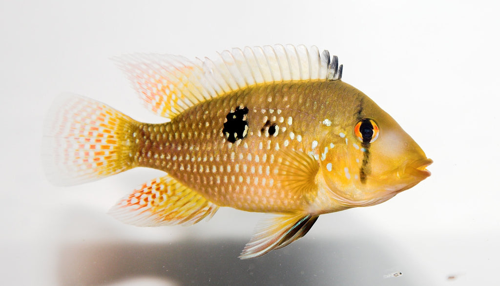 Pearl Eartheater (Geophagus brasiliensis)