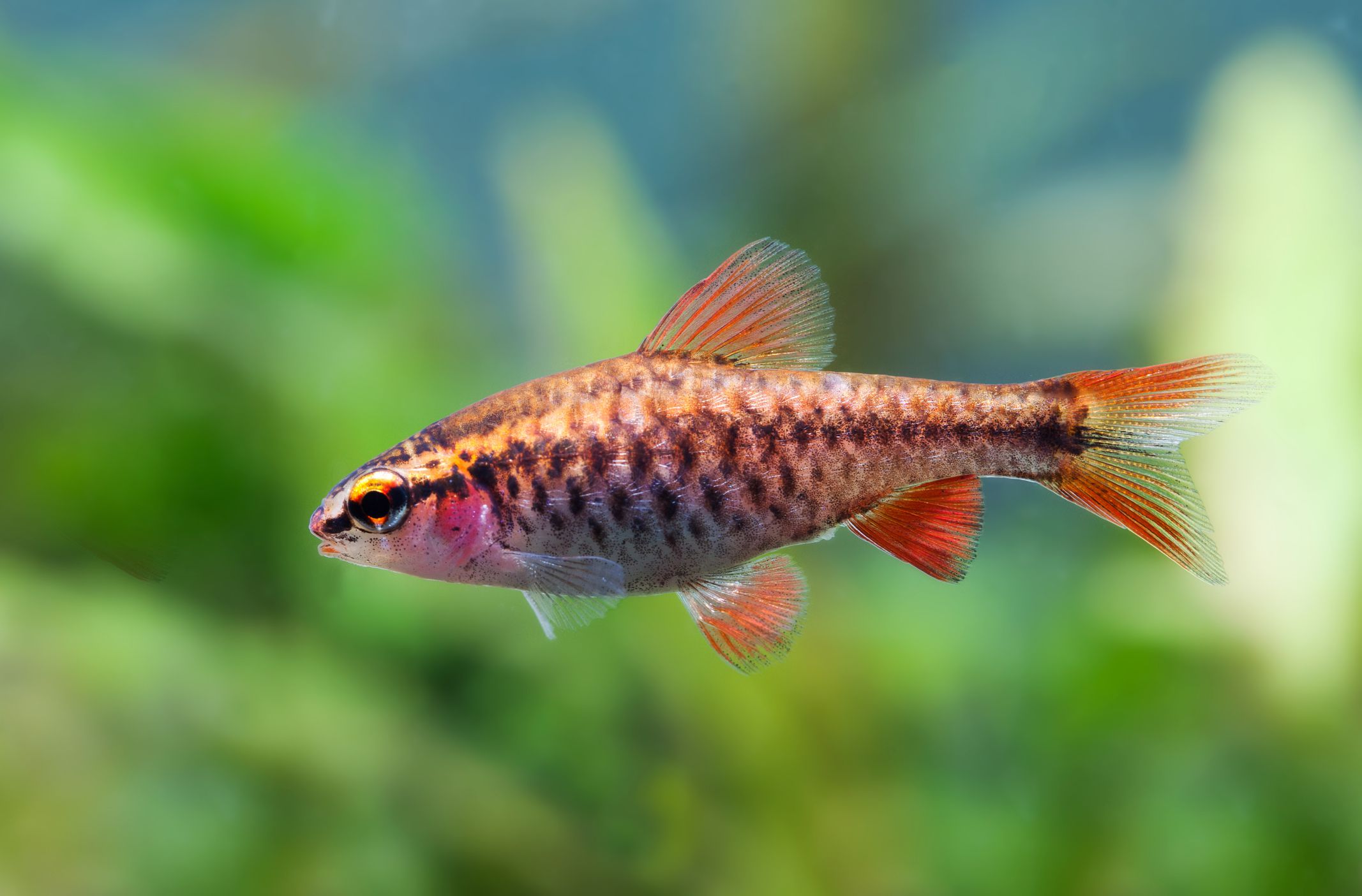 Cherry barbs