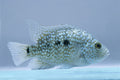 Green Texas Cichlids