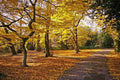 Golden Oaks - Premium Fragrance Oil