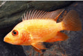 Red Devil cichlids