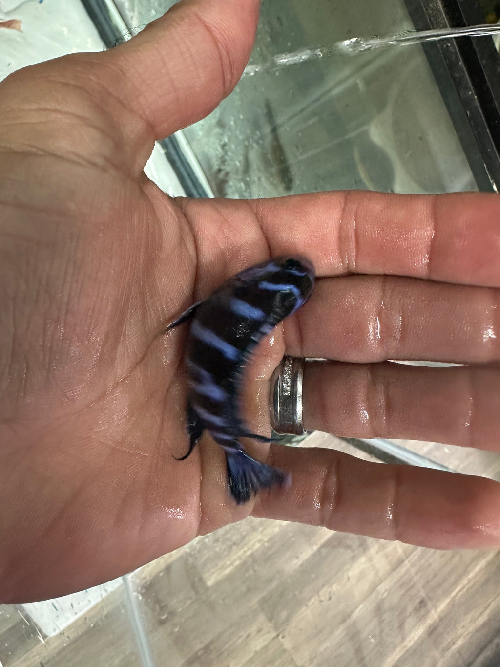 Chindongo demasoni  Demasoni Cichlid
