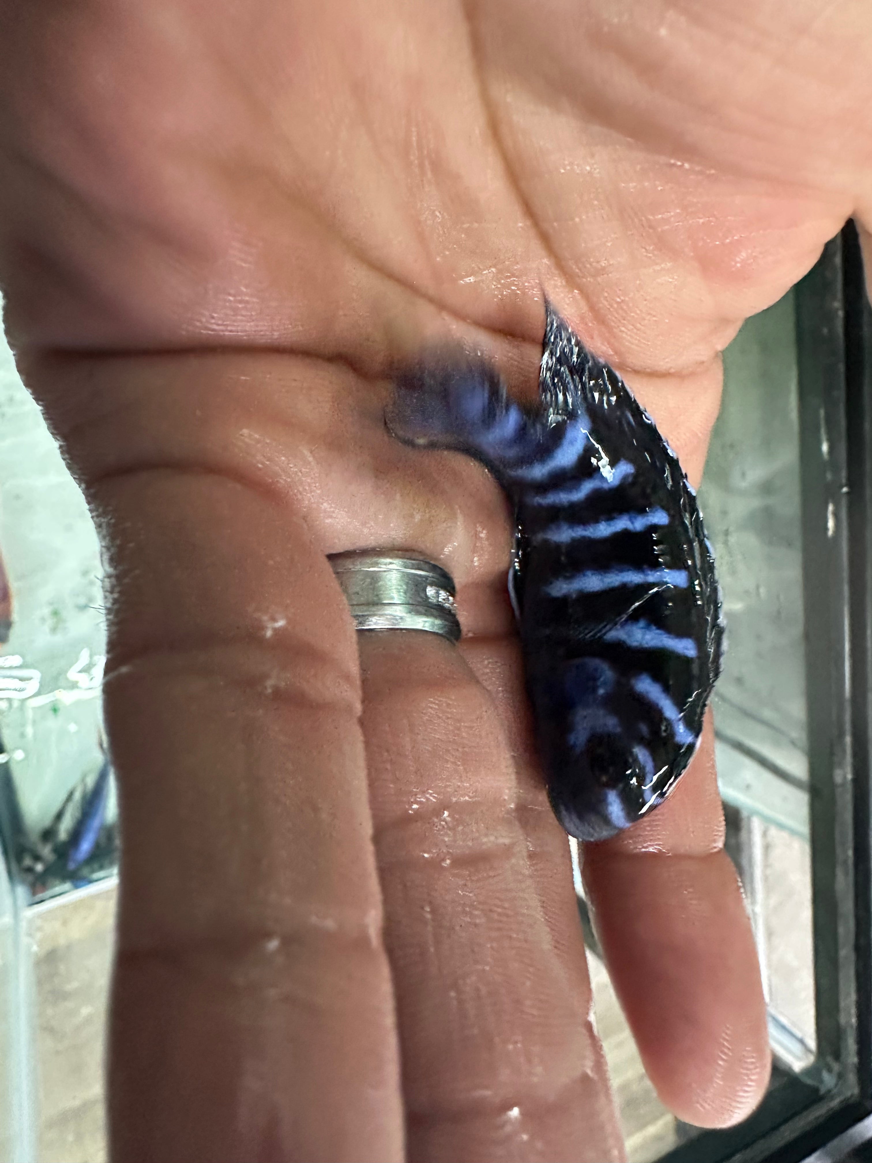 Chindongo demasoni  Demasoni Cichlid