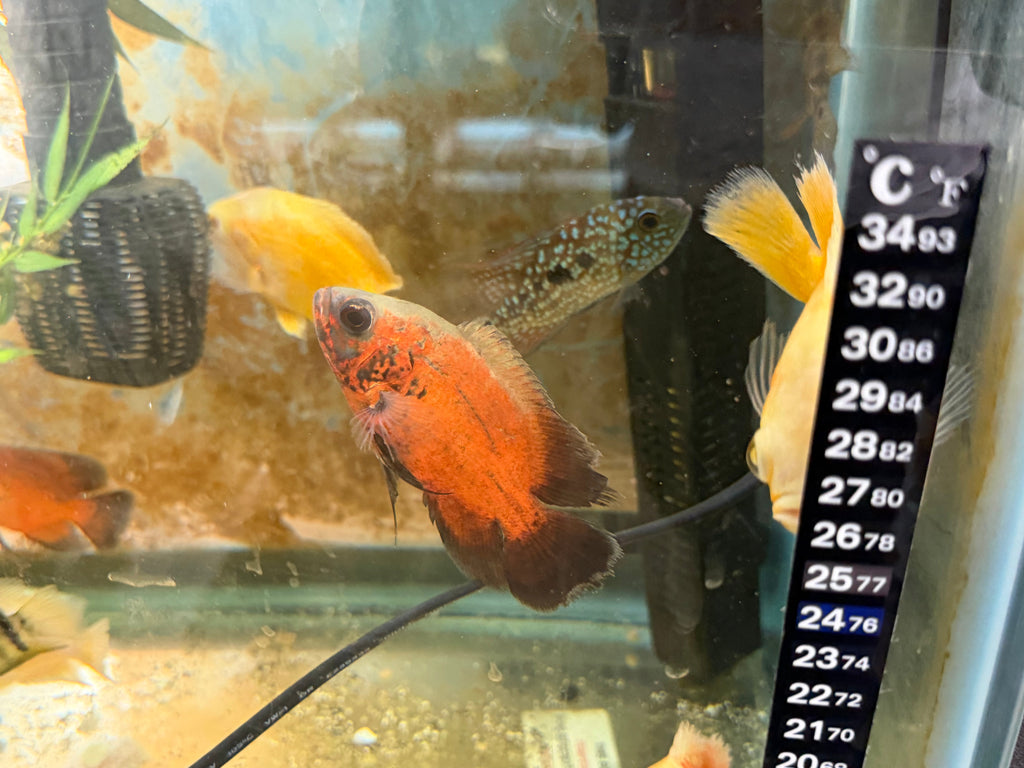 Red Copper Oscar