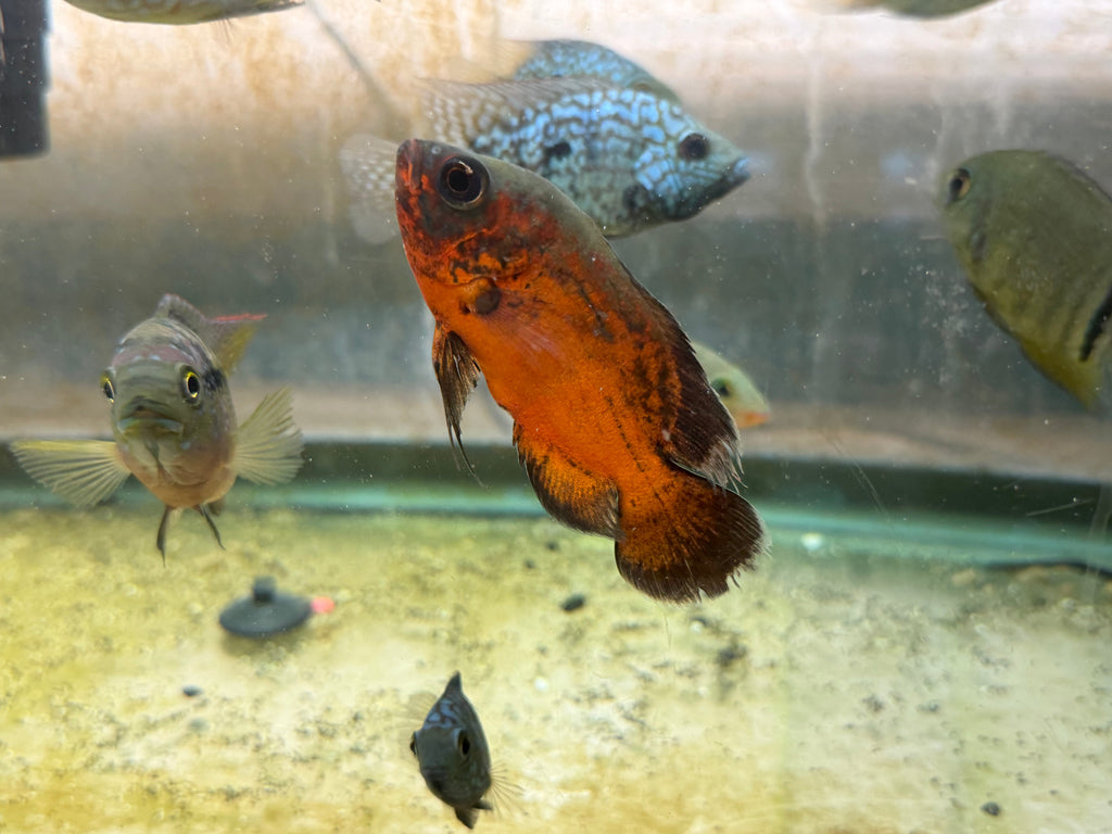 Red Copper Oscar