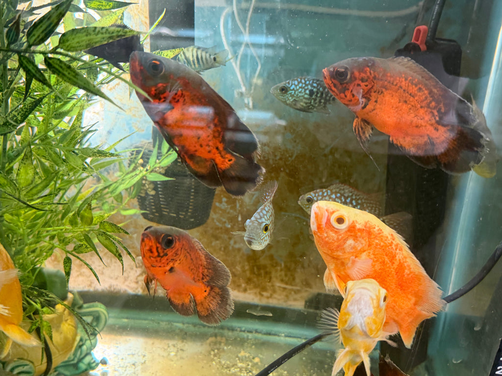 Red Copper Oscar