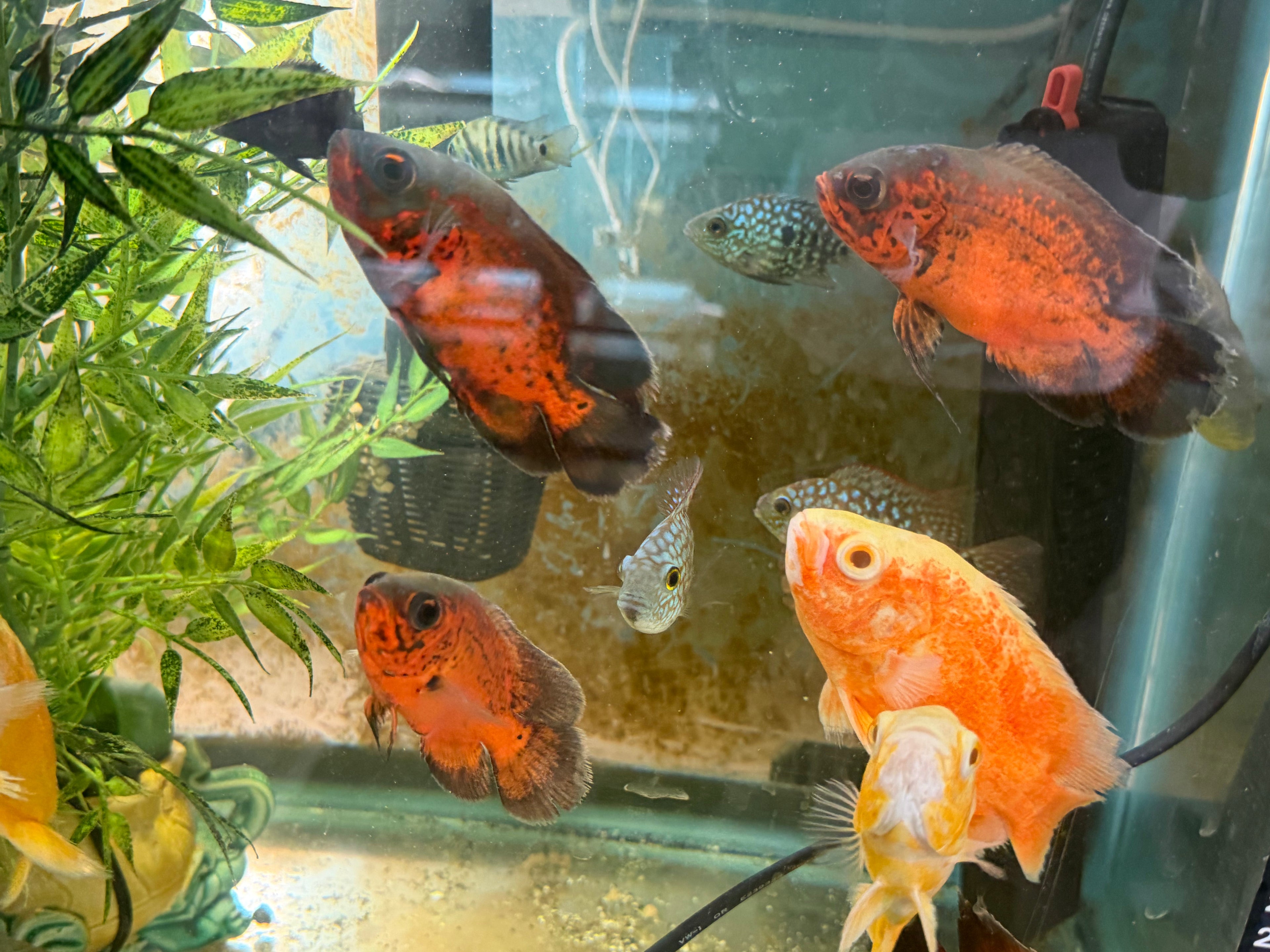 Red Copper Oscar