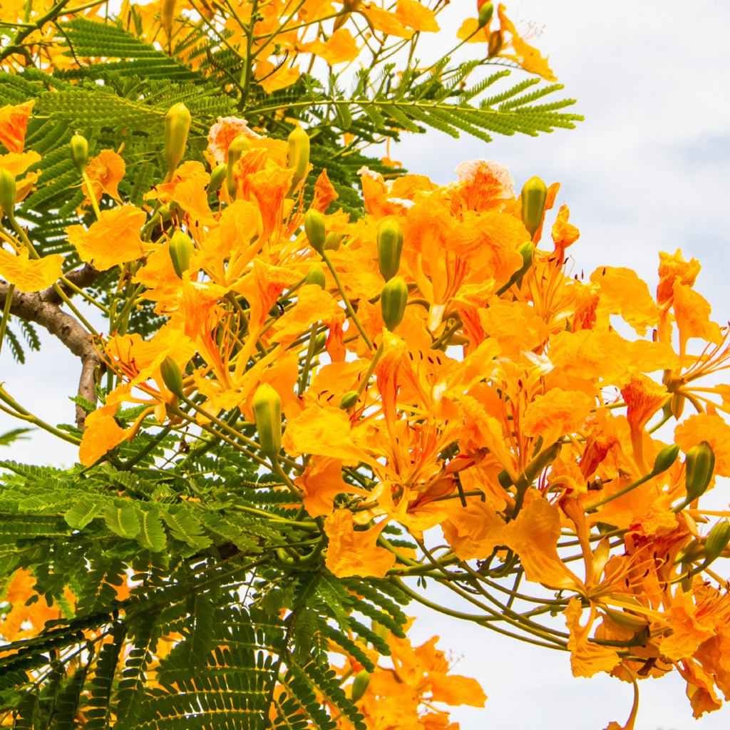 Island Nectar (BBW type) - Premium Fragrance Oil