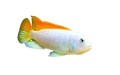 Ice Blue Zebra Albino Cichlid