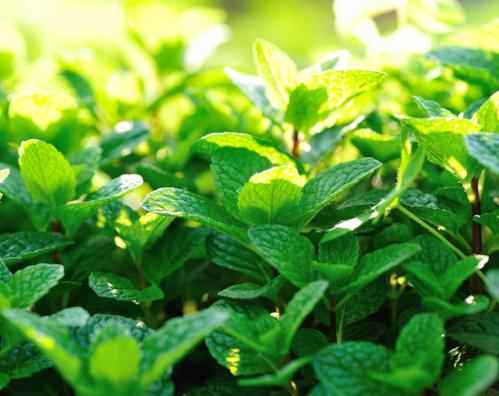 Mint - Premium Fragrance Oil