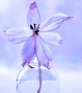 One in a Million - Bath and Body Works (type) - Premium Fragrance Oil