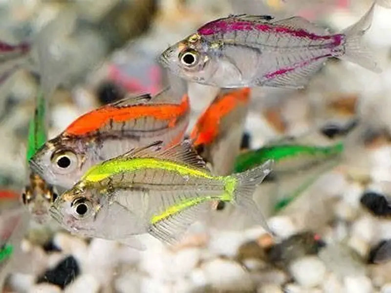 Glass Fish Painted
