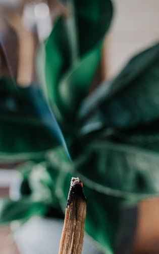 Palo Santo - Premium Fragrance Oil