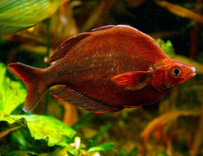 Red Rainbowfish (New Guinea Rainbowfish)