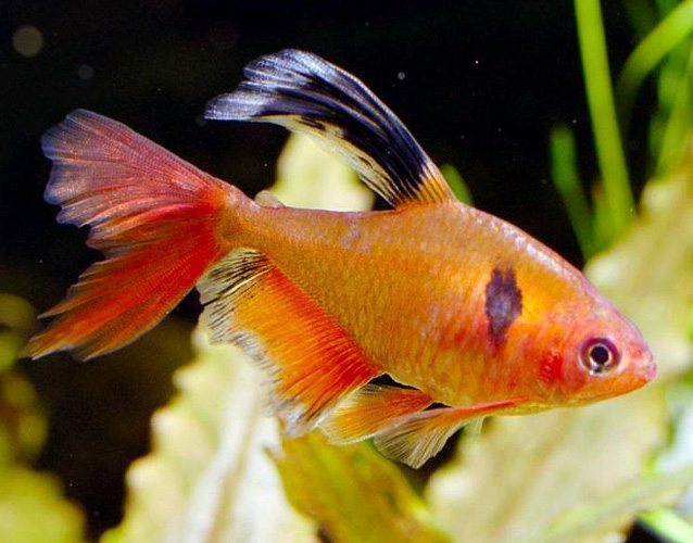Serpae Hi-Fin Tetra PACK OF 6