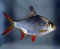 Redtail Tinfoil Barb (Barbonymus schwanenfeldii) 3”