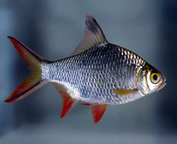 Redtail Tinfoil Barb (Barbonymus schwanenfeldii) 3”