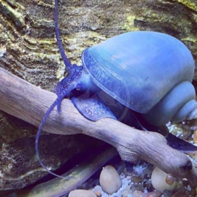 Blue Mystery Snails (Pomacea bridgesii)