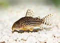 Corydoras sterbai