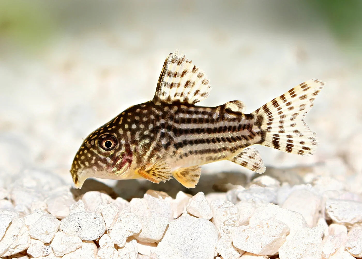 Corydoras sterbai
