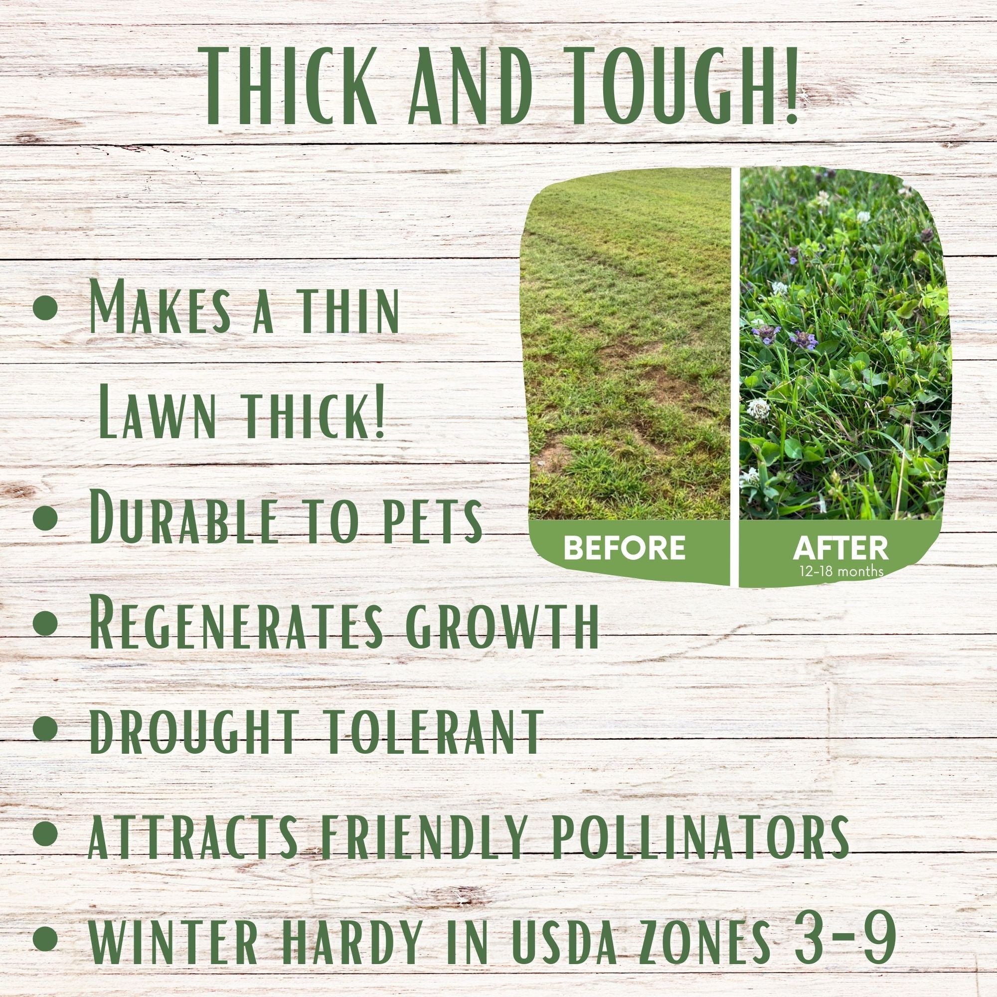 Thick Bee Lawn Seed Kit