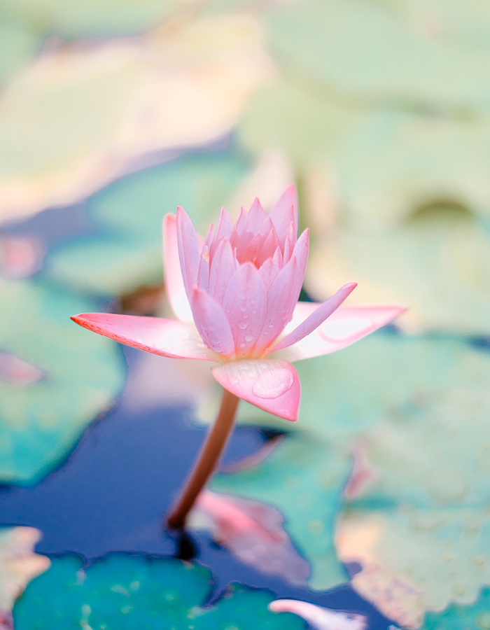 Waterlily & Cypress (Discontinued)