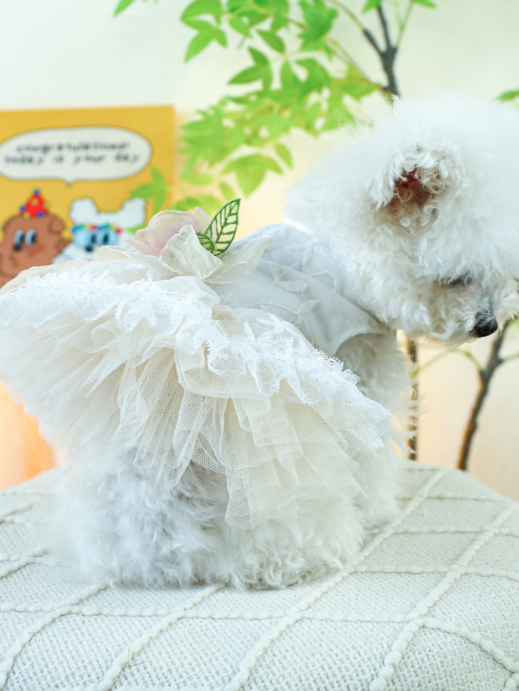 Ruffled Lace Pet Dress