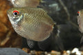Balloon Red Eye Tetra PACK OF 6