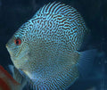 LEOPARD SNAKESKIN DISCUS